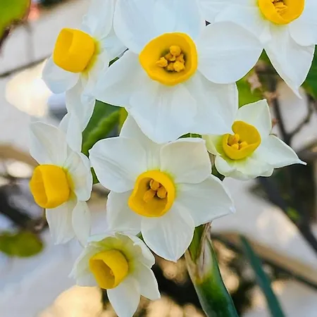 شقة أبارتمنت لا بيرل نوار