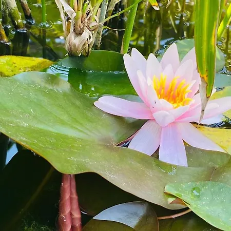 أبارتمنت لا بيرل نوار *