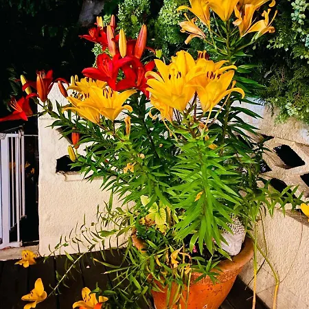 أبارتمنت لا بيرل نوار * آجد