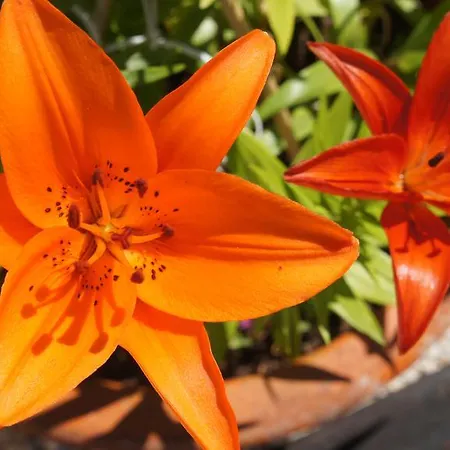 أبارتمنت لا بيرل نوار *