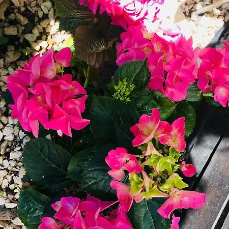 أبارتمنت لا بيرل نوار *