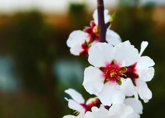 La Perle Noire * アグド