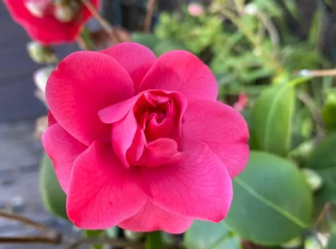 La Perle Noire アパート