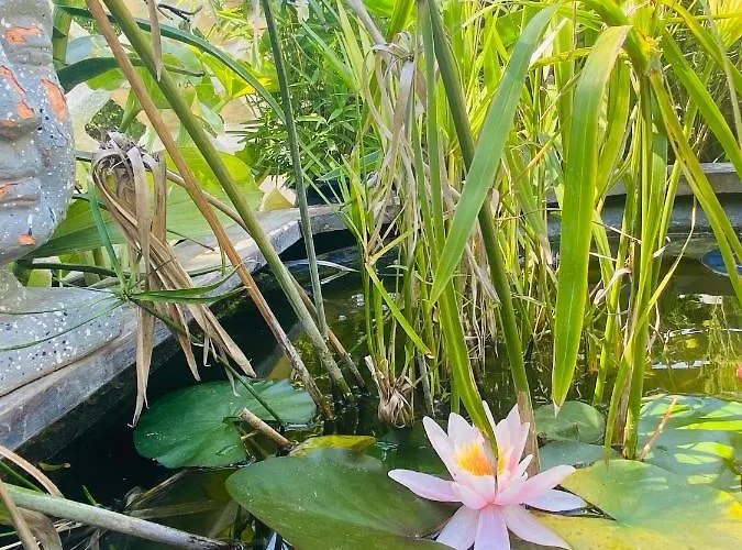 La Perle Noire アグド