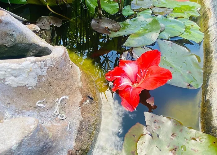 La Perle Noire アグド