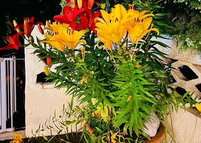 La Perle Noire * アグド