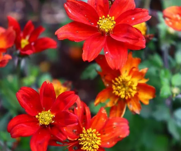 アパート La Perle Noire アグド