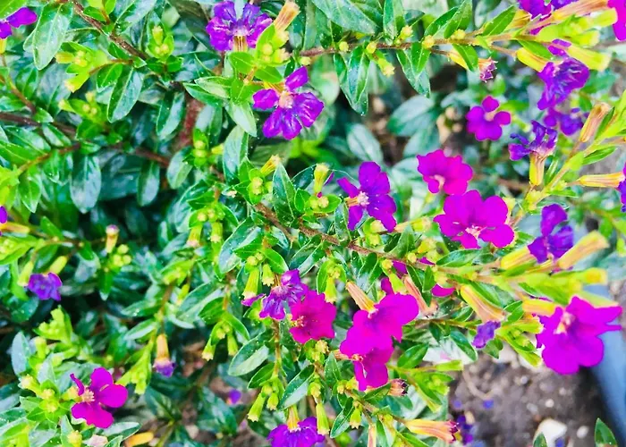 La Perle Noire * アグド