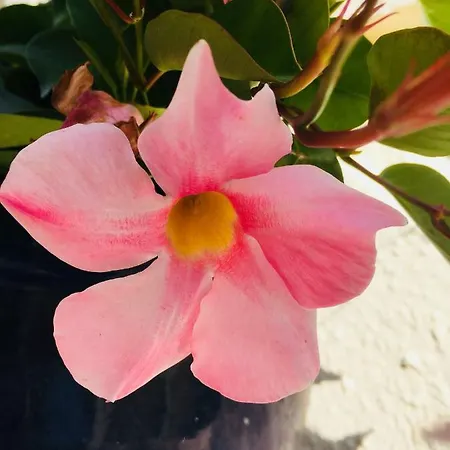 La Perle Noire Appartamento