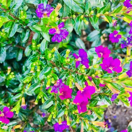 La Perle Noire * Agde