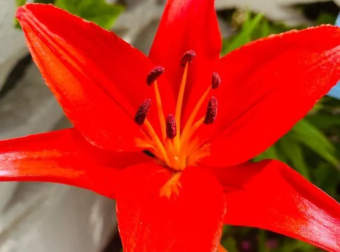 Apartment La Perle Noire