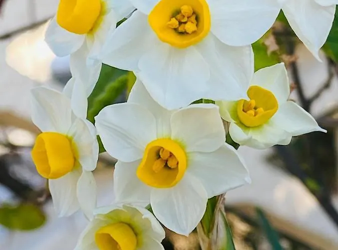 Apartman La Perle Noire