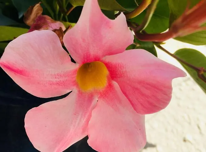 La Perle Noire Apartment